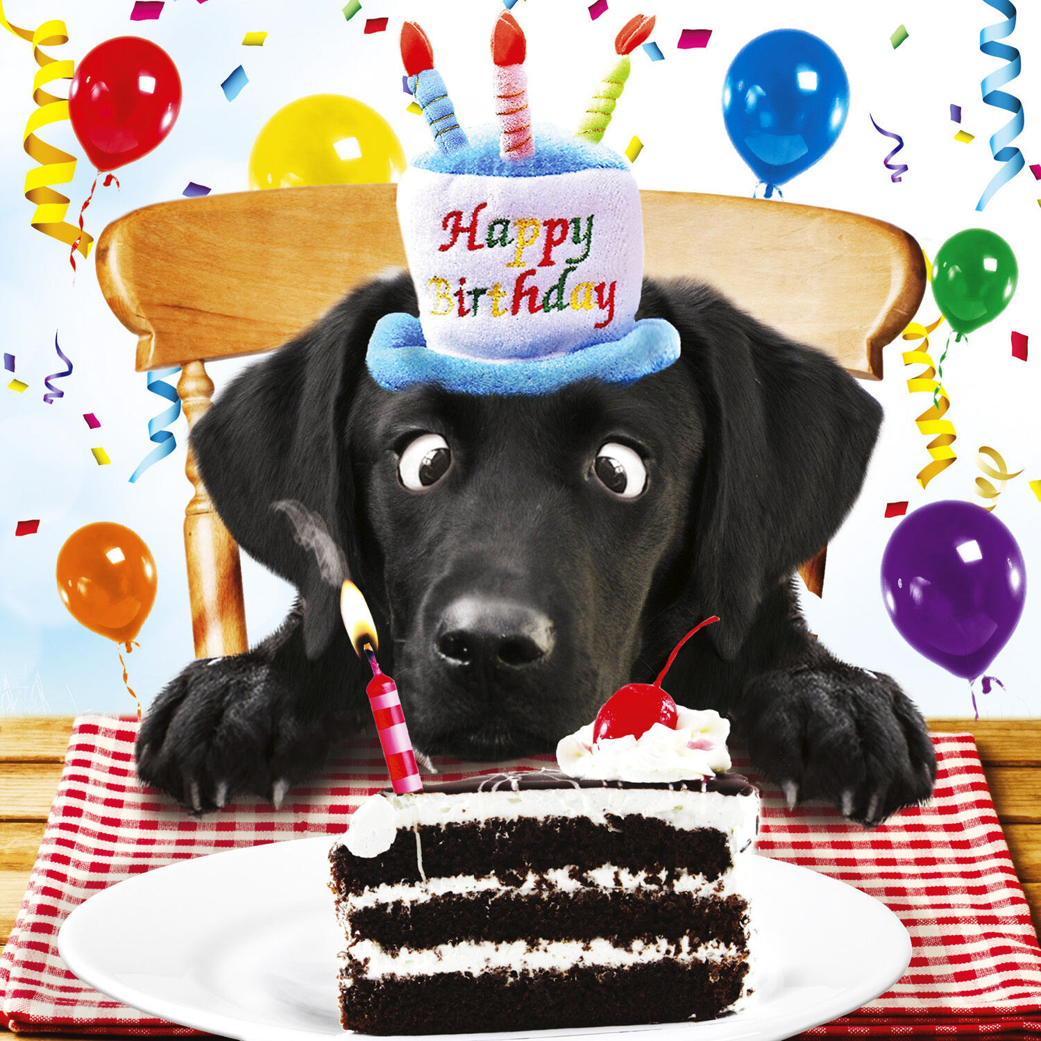 Dog Birthday Cards
 Black Labrador Birthday Card For Me Funny Dog & Birthday