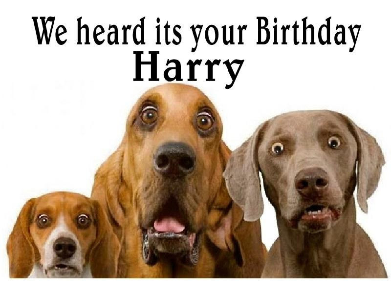 Dog Birthday Cards
 funny cute Surprised dogs birthday Card Personalised funny