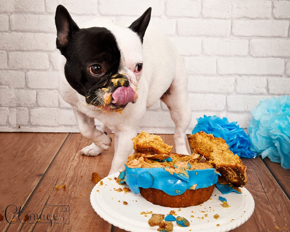 Dog Friendly Birthday Cake
 Dog Cake Smash with Dog Friendly Cake