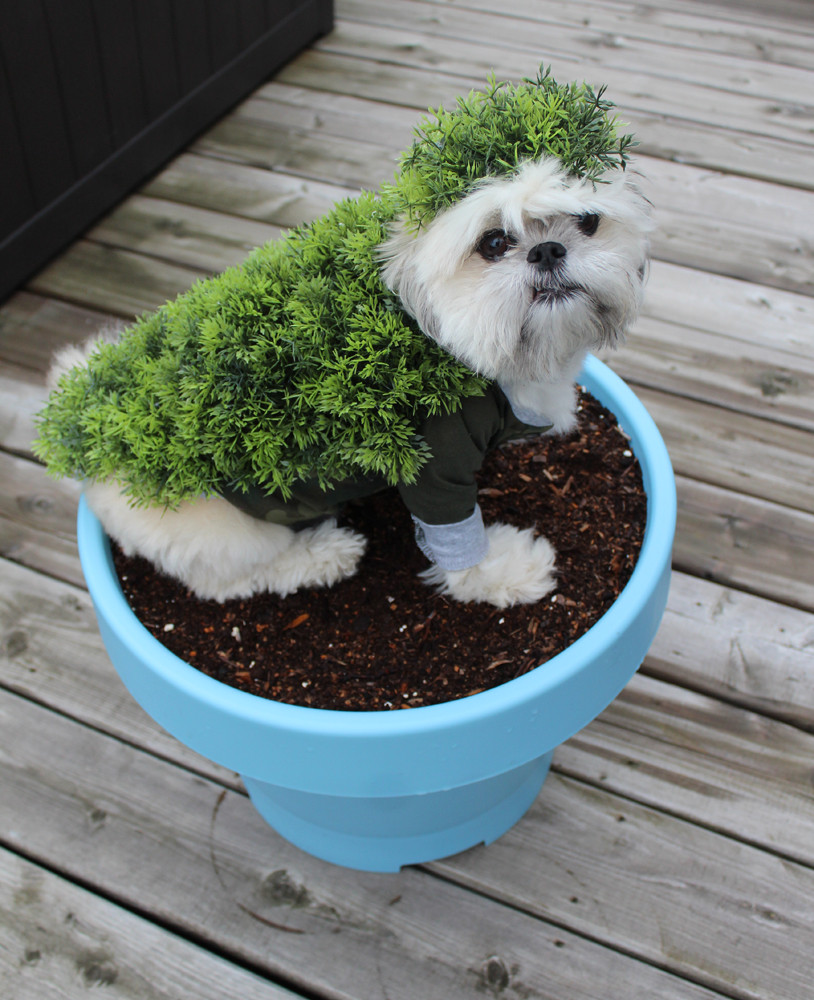 Dog Halloween Costume DIY
 DIY Halloween Costumes for Dogs Chia Pet