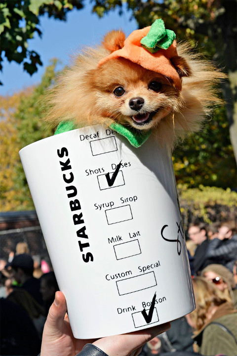 Dog Halloween Costume DIY
 Dog Halloween Costumes That Are Too Cute For Words