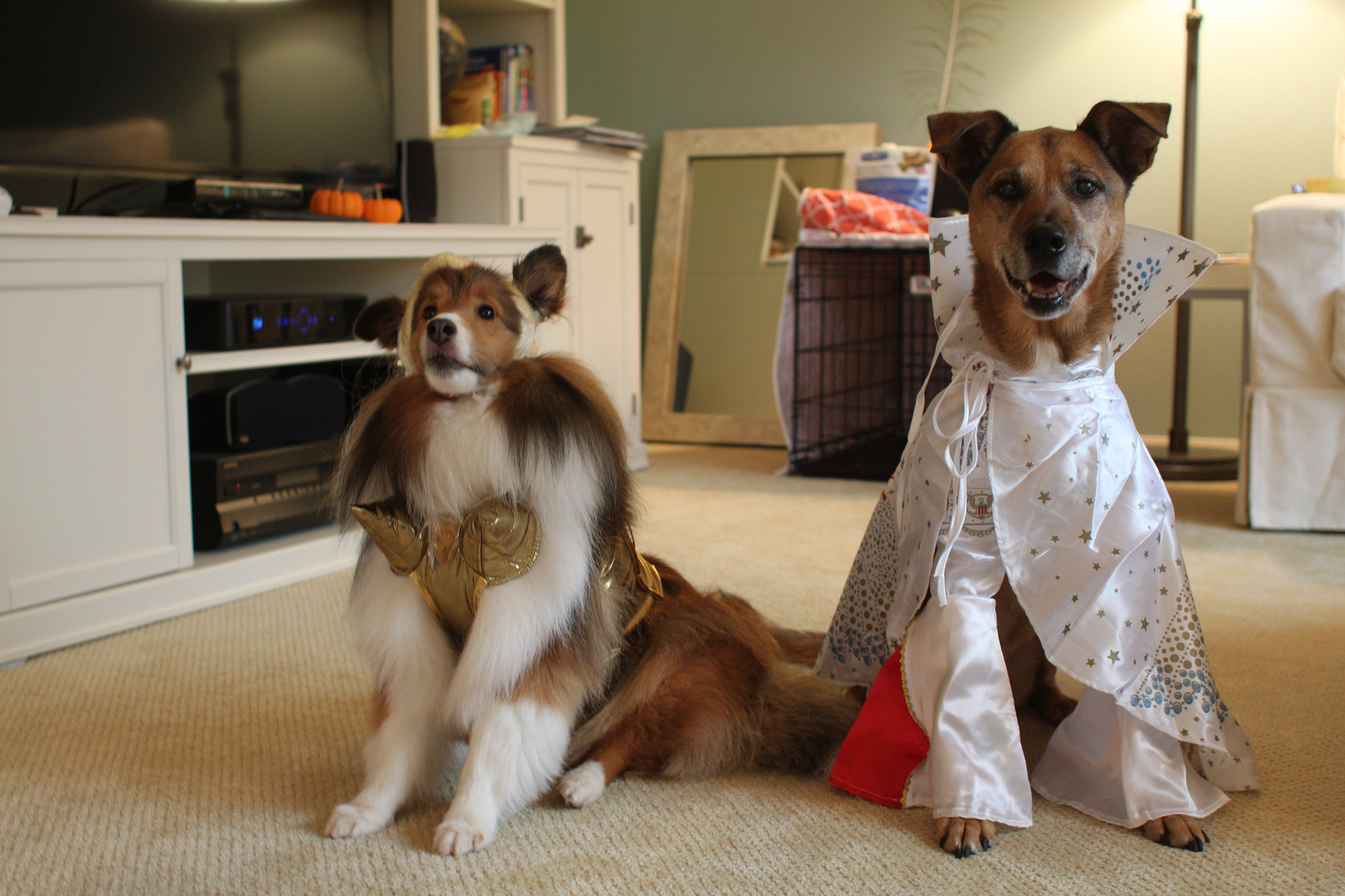 Dog Halloween Costume DIY
 DIY Dog Costumes for All Shapes and Sizes