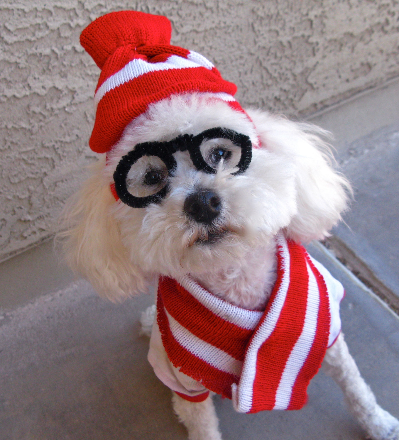 Dog Halloween Costume DIY
 Last Minute DIY Halloween Costumes for Your Dog Broke