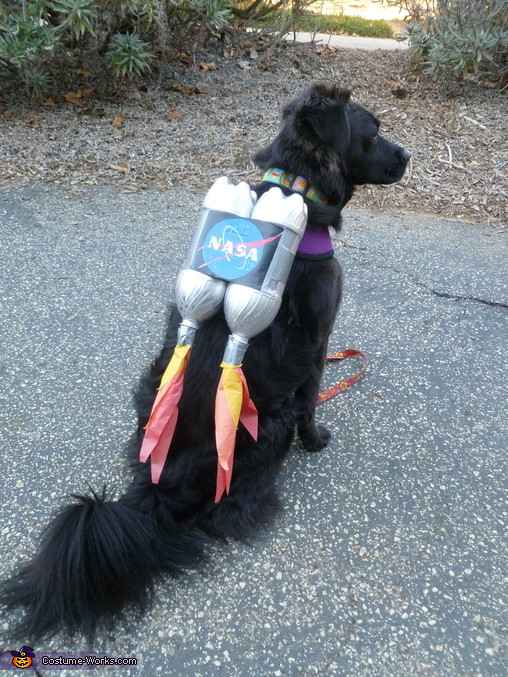 Dog Halloween Costume DIY
 Ten Dangerously Adorable DIY Dog Costumes Frugal Beautiful