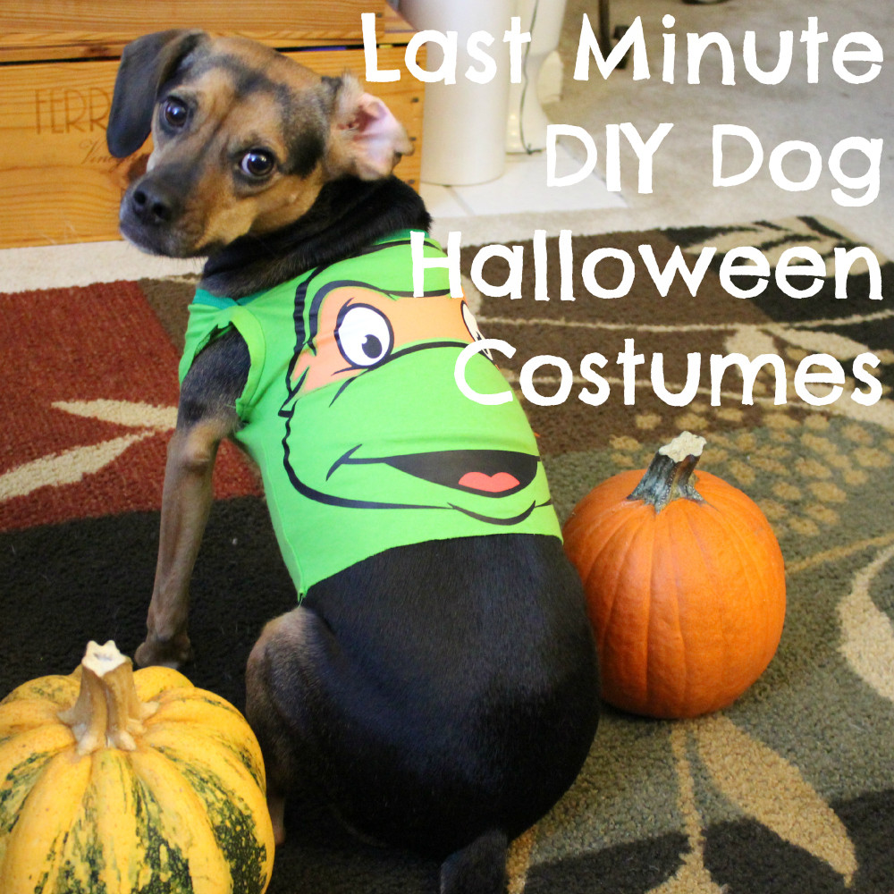 Dog Halloween Costume DIY
 Last Minute DIY Dog Halloween Costumes from Baby esies