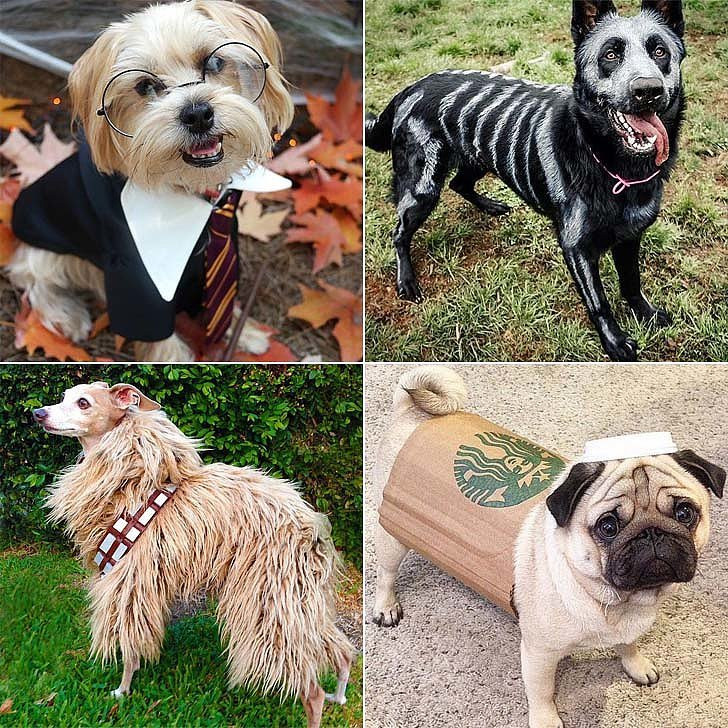 Dog Halloween Costume DIY
 DIY Halloween Costumes For Dogs