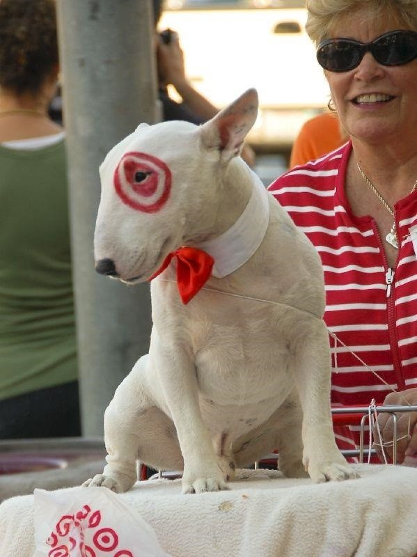 Dog Halloween Costume DIY
 the best Halloween Costumes for Dogs A girl and a glue gun