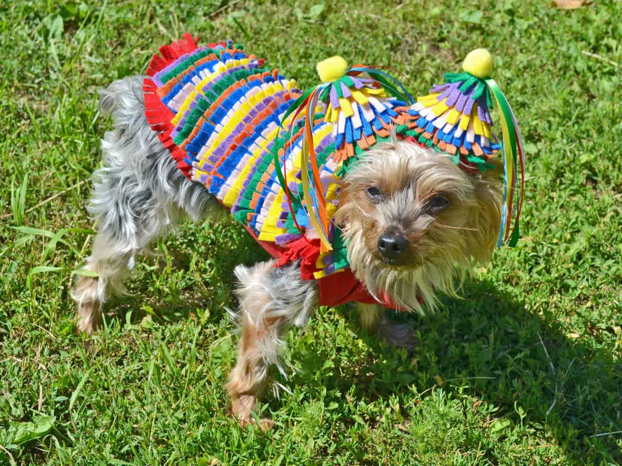 Dog Halloween Costume DIY
 Funny DIY Halloween Costumes for Dogs