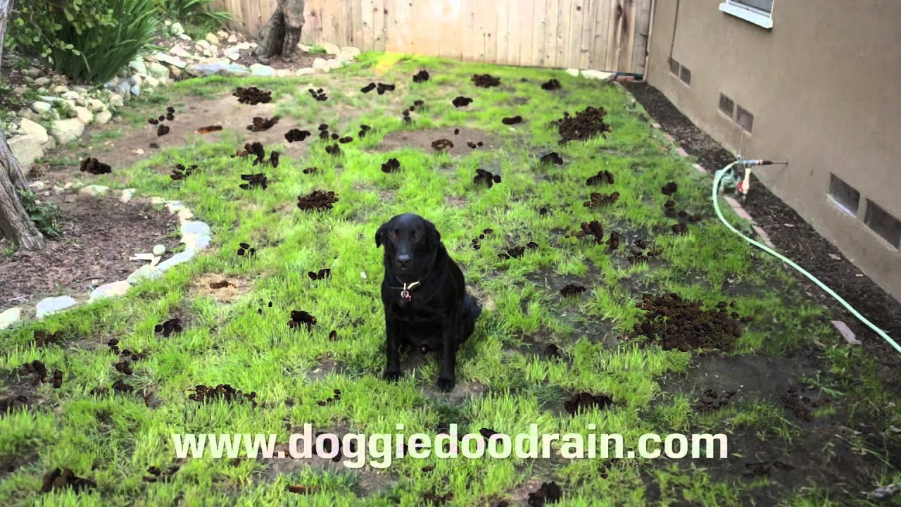 Dog Poop Solutions Backyard
 Dog Poop Clean up Solution