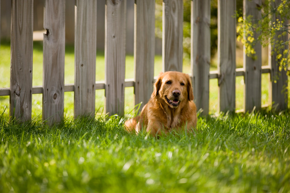 Dog Poop Solutions Backyard
 How to Deal with Dog Poop in Your Backyard for a Clean