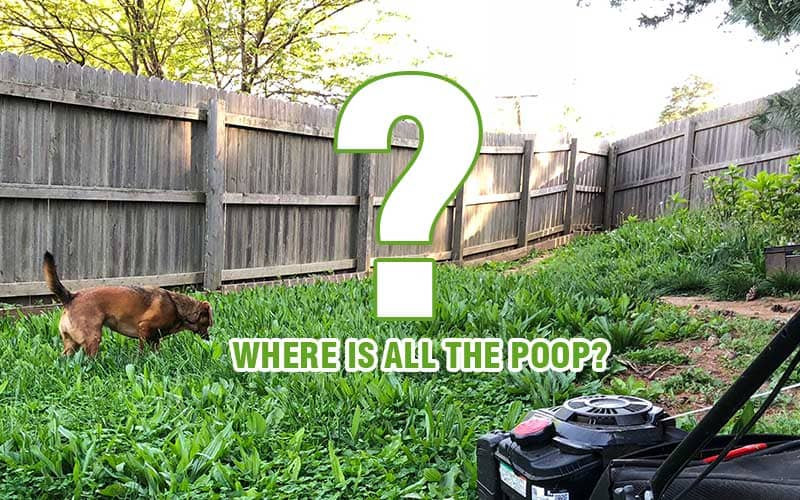 Dog Poop Solutions Backyard
 The best way to clean up dog poop in your yard