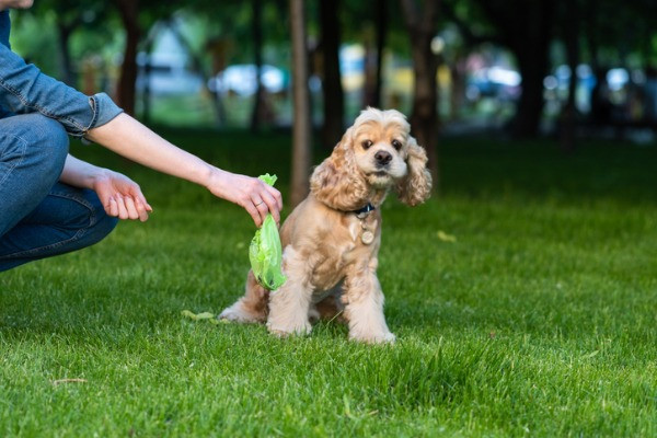 Dog Poop Solutions Backyard
 How to Dissolve Dog Poop in Your Yard PetDT