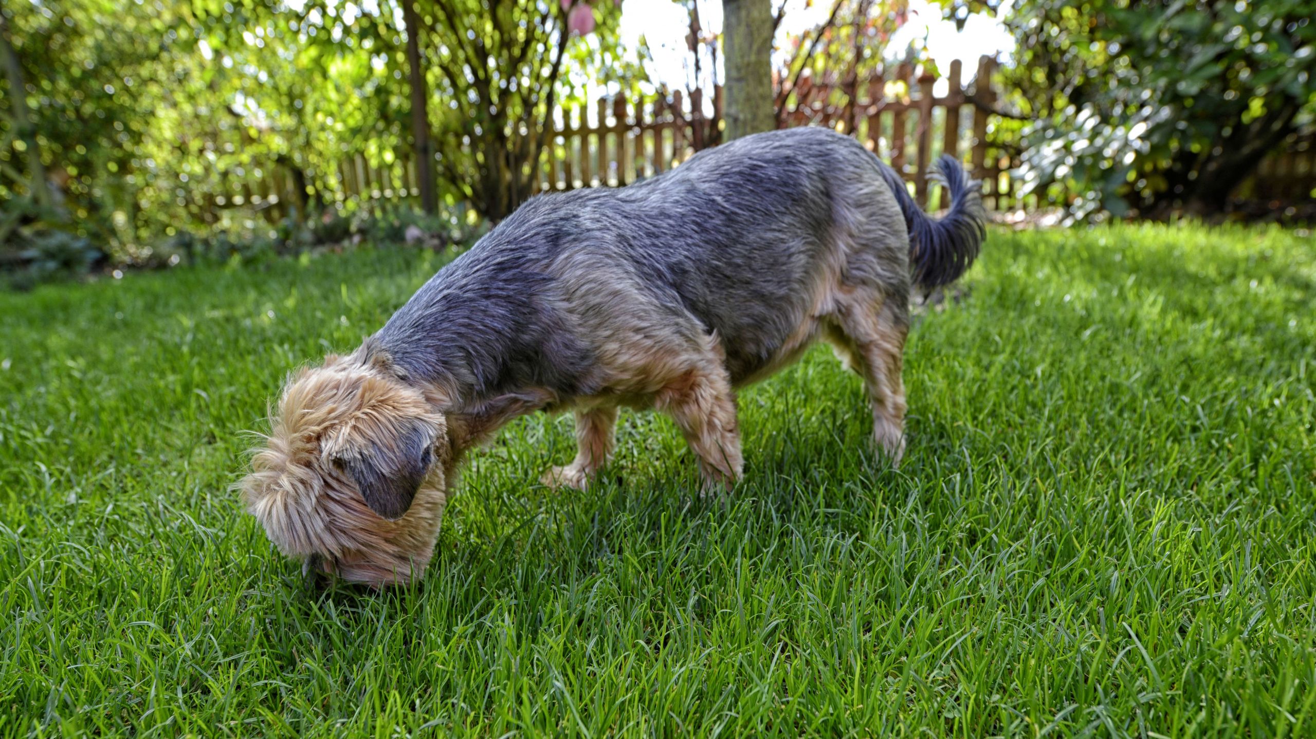 Dog Poop Solutions Backyard
 Need Help Cleaning Up the Dog Poop in Your Yard There’s