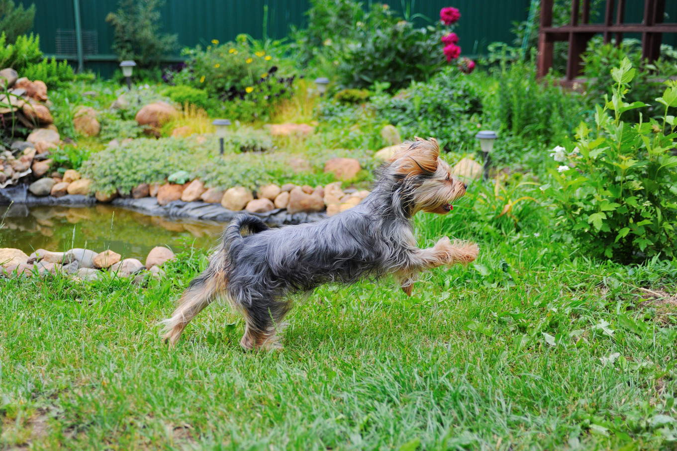 Dog Proof Backyard
 How to Dog Proof Your Yard Bed and Biscuit Austin