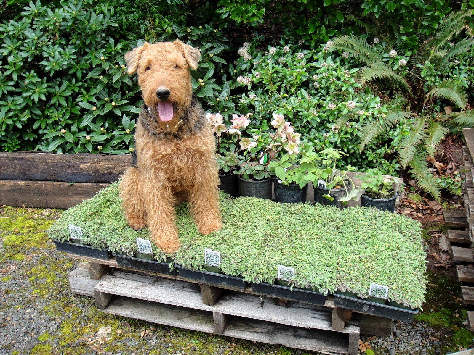 Dog Proof Backyard
 Gardening with Wyatt ASK WYATT