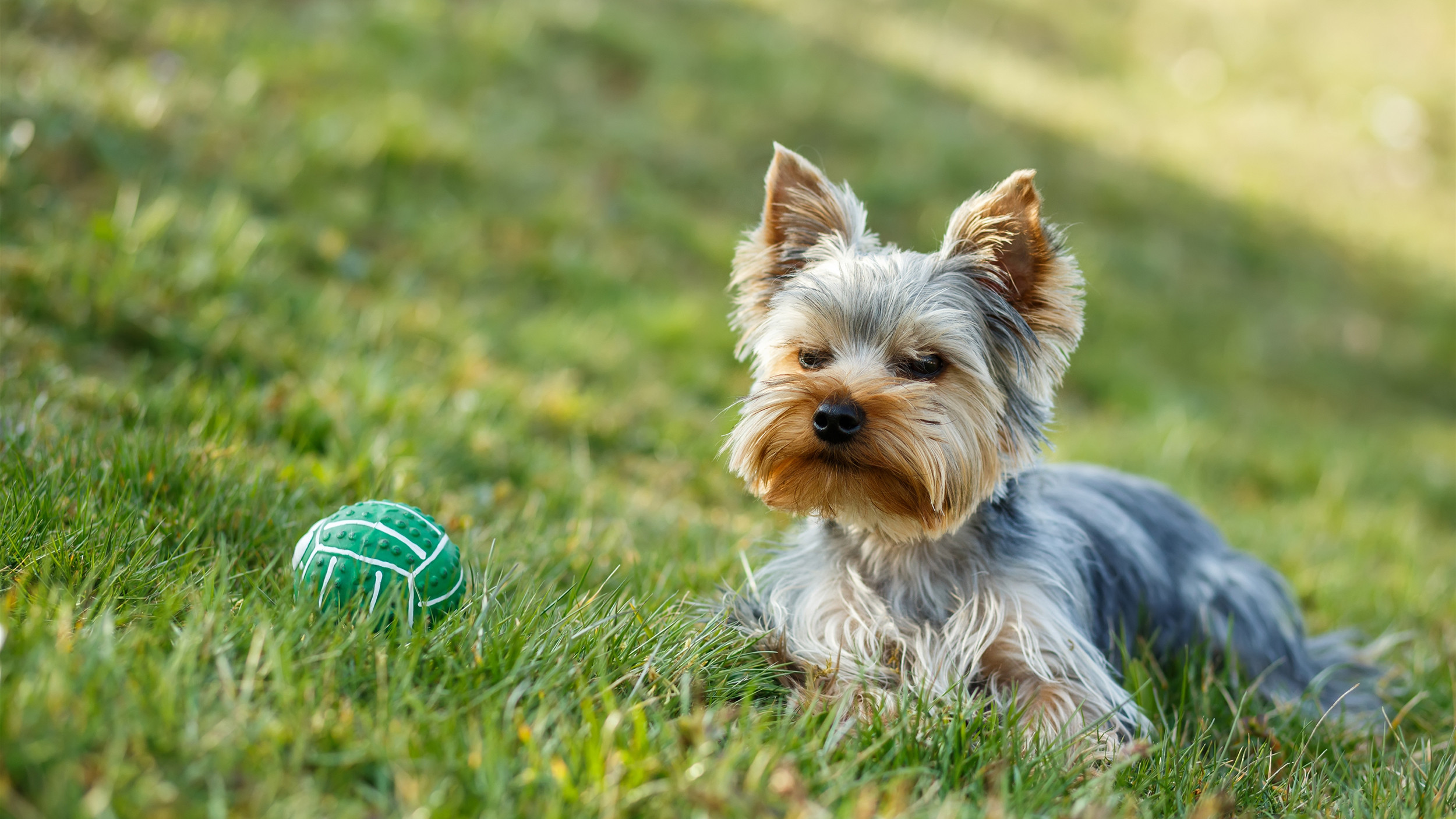 Dog Proof Backyard
 Dog eating the grass 6 ways to pet proof your lawn and