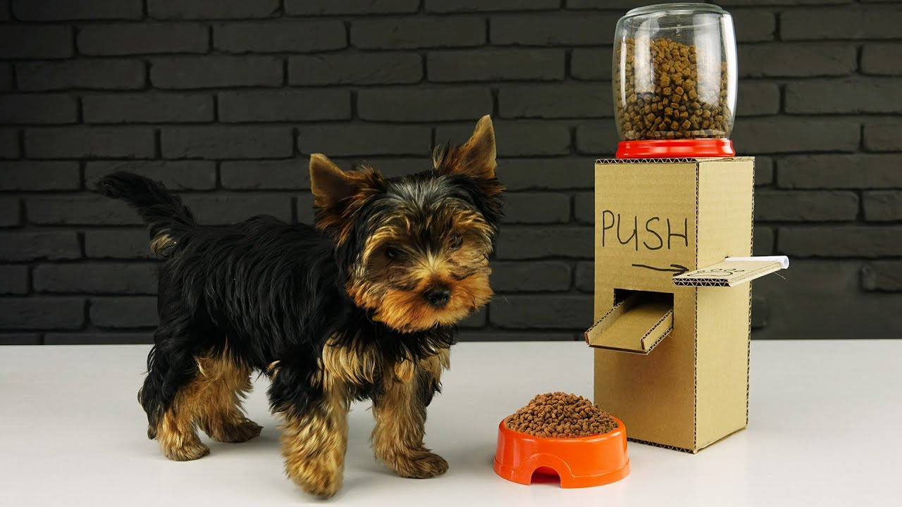 Dog Treat Dispenser DIY
 DIY Puppy Dog Food Dispenser from Cardboard at Home