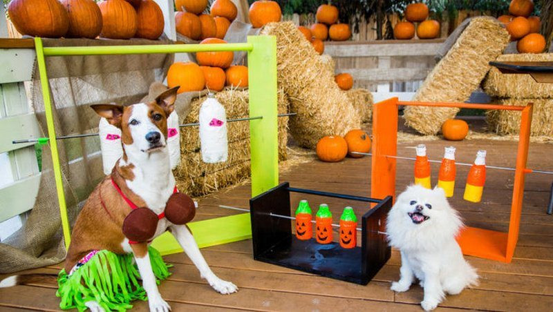 Dog Treat Dispenser DIY
 Spin out dog treat game