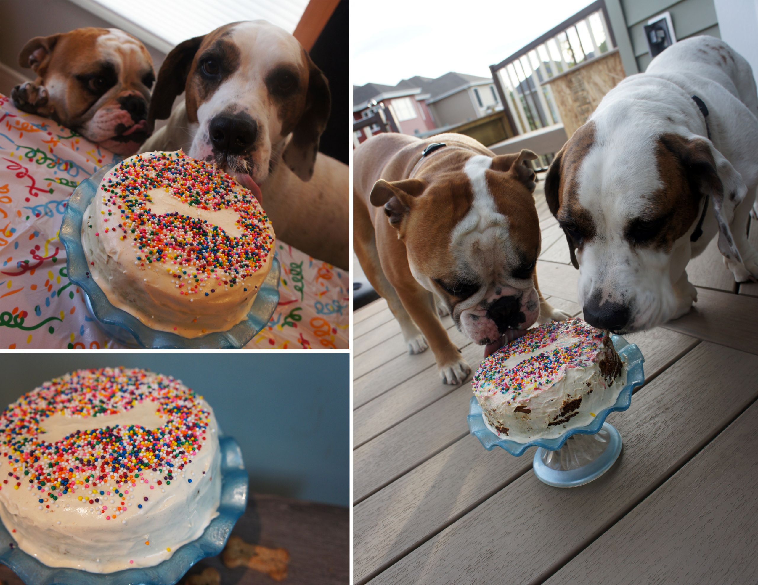 Dog With Birthday Cake
 Dog birthday cake