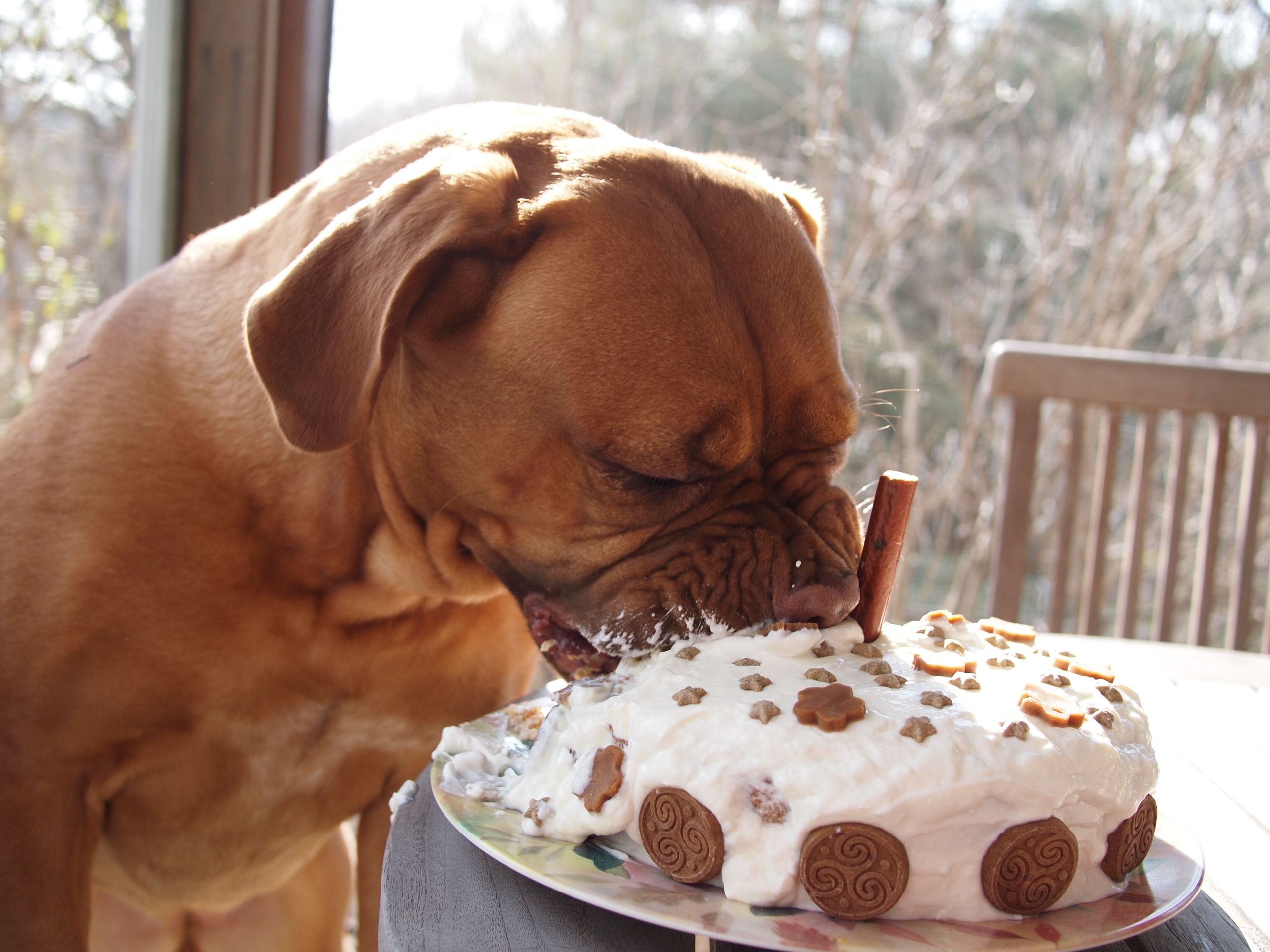 Dog With Birthday Cake
 dog birthday cake