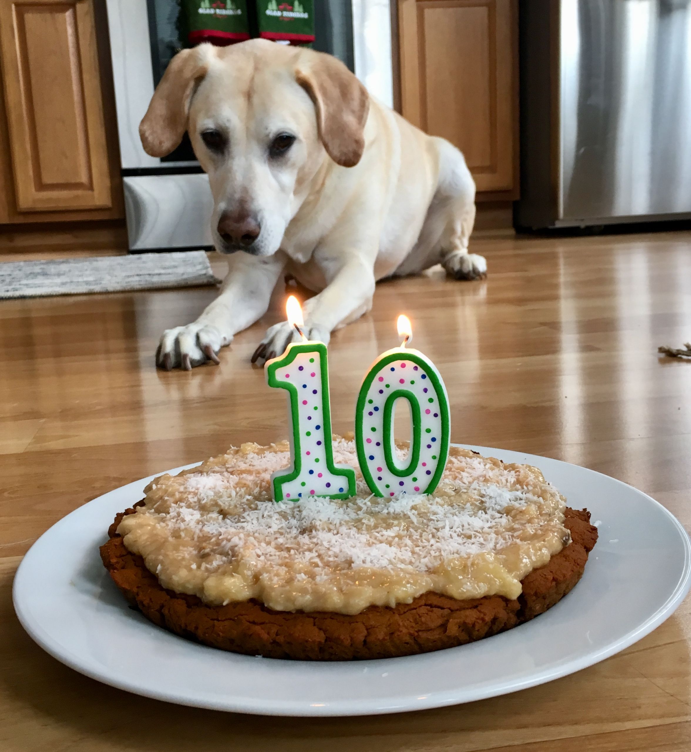 Dog With Birthday Cake
 Dog Birthday Cake gf – The Sisters Kitchen