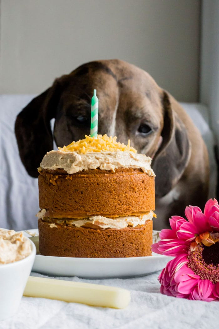 Dog With Birthday Cake
 Mini Dog Birthday Cake