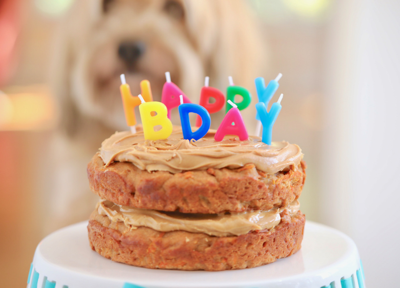 Doggie Birthday Cakes
 Dog Birthday Cake Recipe For Your Furry Friend Bigger