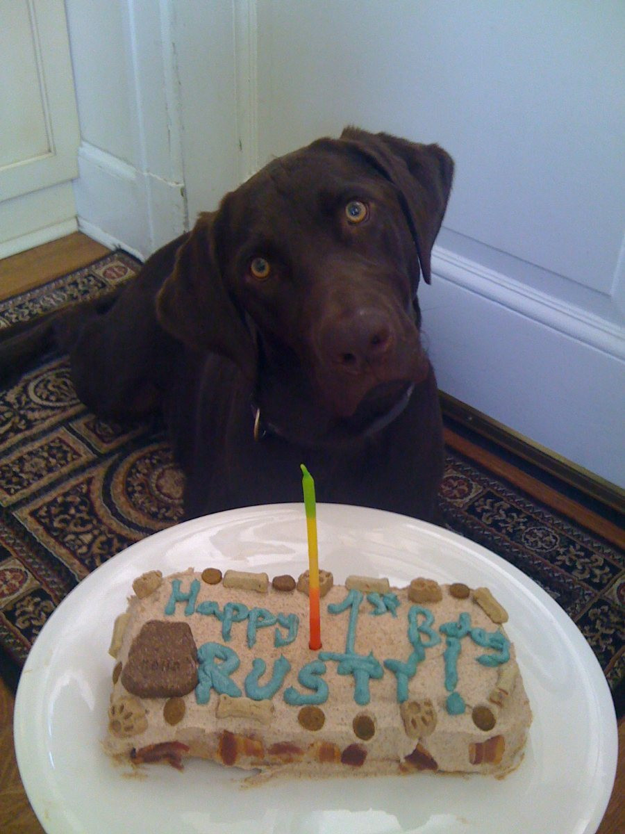 Doggy Birthday Cake
 Dog Birthday Cake BigOven