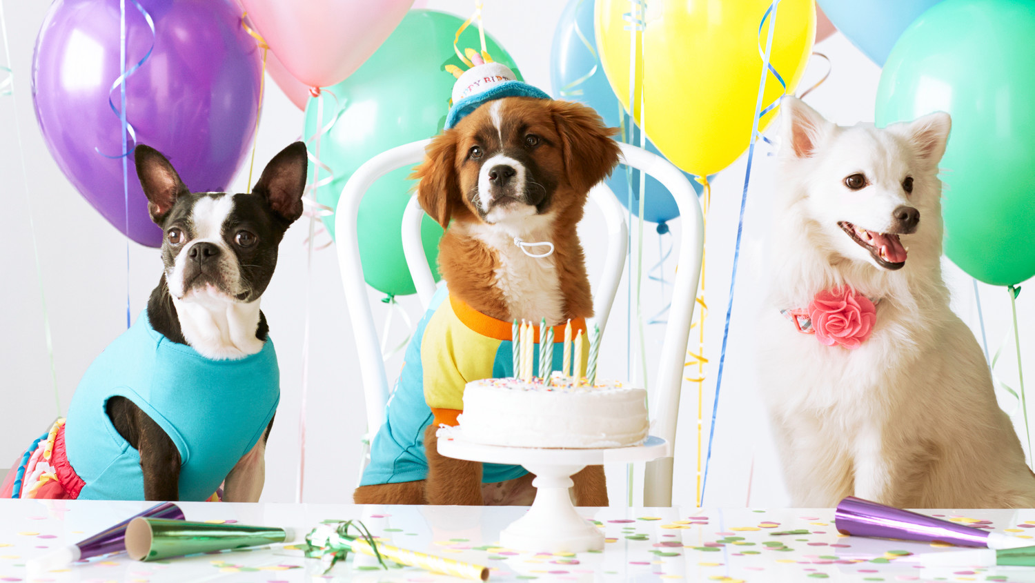 Doggy Birthday Party
 This Kindhearted Boy Invited Local Shelter Dogs to His