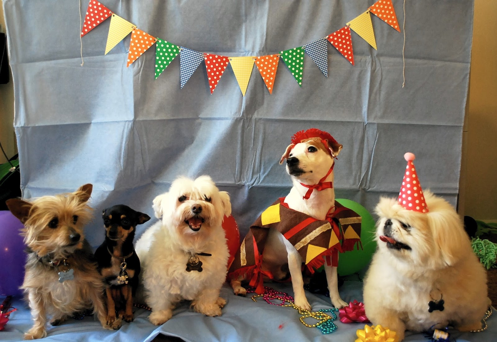 Doggy Birthday Party
 Daydreamer Creator DIY Extraordinaire Dog Birthday Party