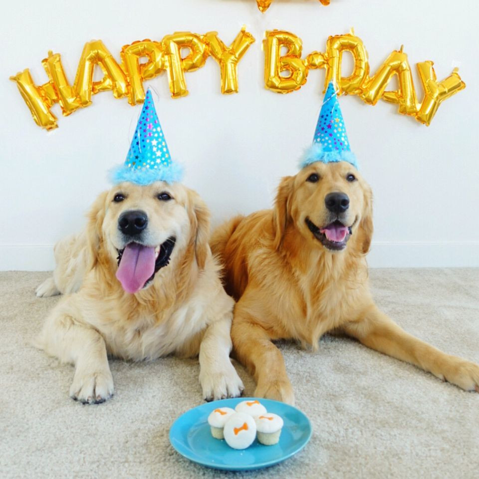 Doggy Birthday Party
 10 Ways to Celebrate Your Dog s Birthday