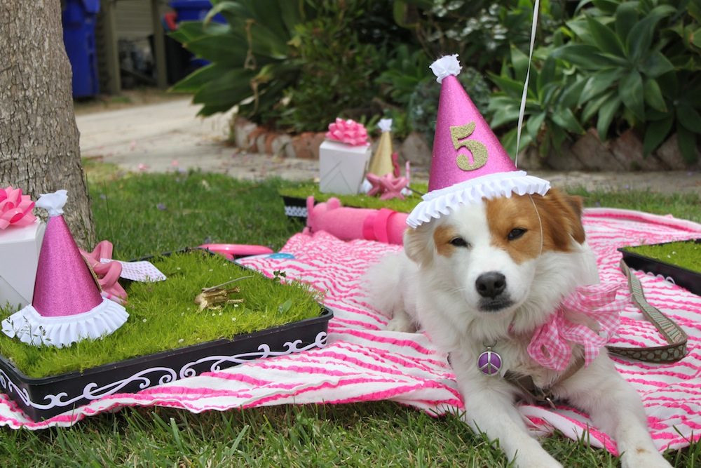 Doggy Birthday Party
 Briar Lola Grover s Doggie Birthday Party The