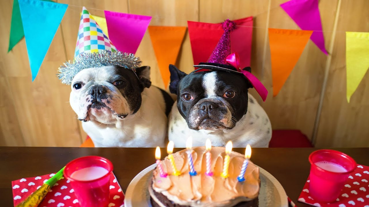 Doggy Birthday Party
 DIY 3 Ways to Throw the Best Dog Birthday Party Ever