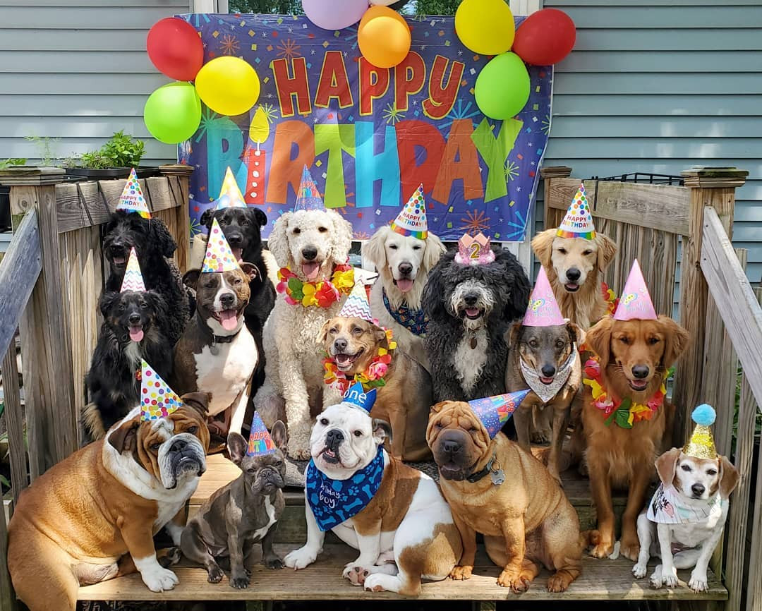 Doggy Birthday Party
 Dog Birthday Party Your Four Legged Kids Deserve Them