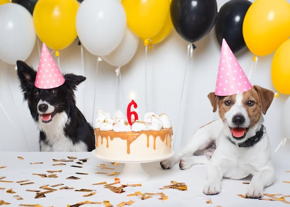 Doggy Birthday Party
 Dog Birthday Party Guide Throwing the Best Dog Birthday