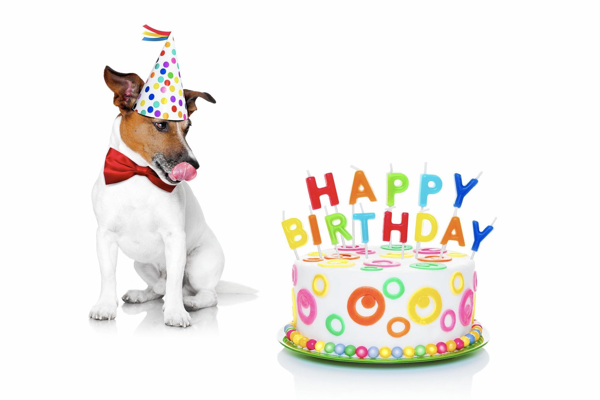 Doggy Birthday Party
 Dog party planning Throwing a birthday bash for Fido and