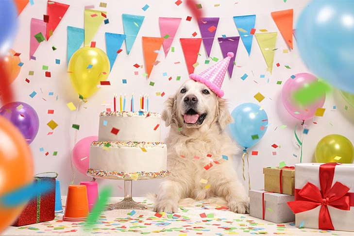 Doggy Birthday Party
 How to Throw a Birthday Party for Your Dog – American