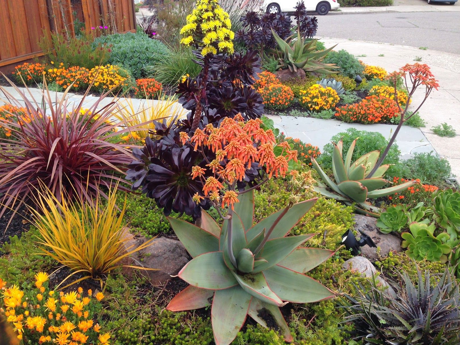 Drought Tolerant Backyard Landscapes
 Drought Tolerant Landscapes