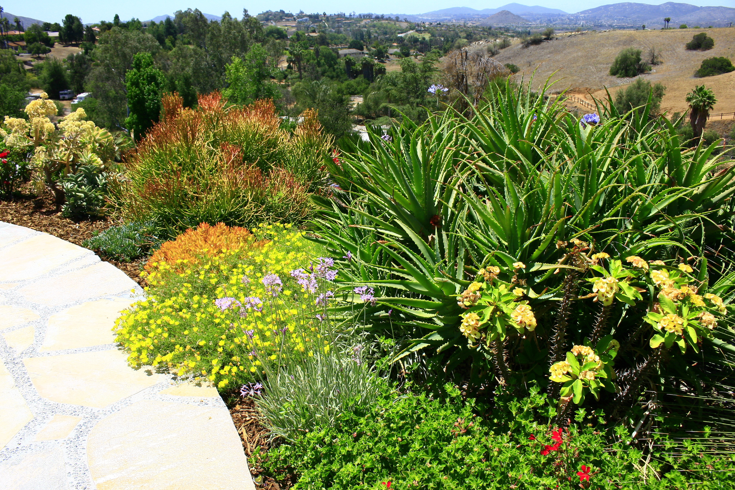 Drought Tolerant Plants Landscape Design
 Inspirations Find Your Best Style Succulent