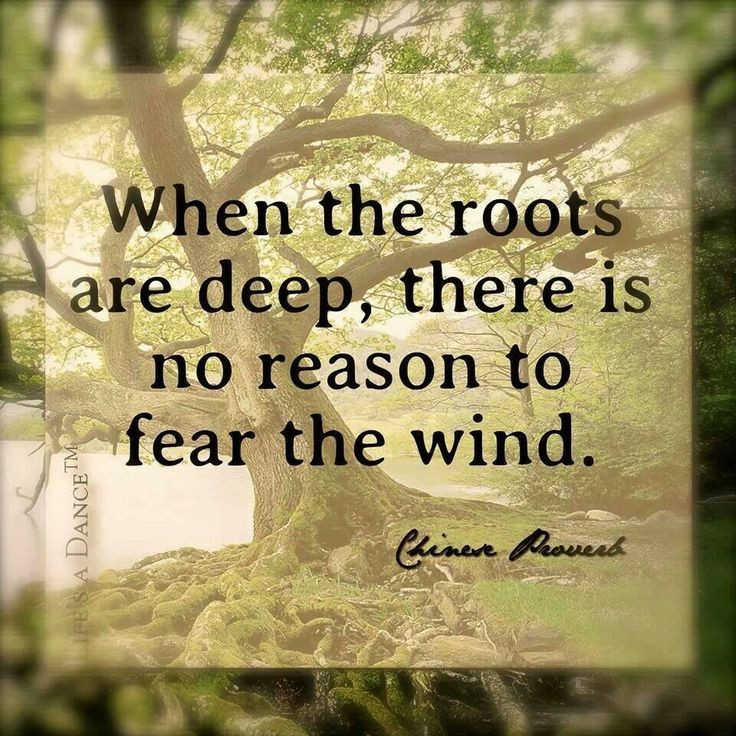 Family Roots Quotes
 For Deep Roots Family Quotes QuotesGram