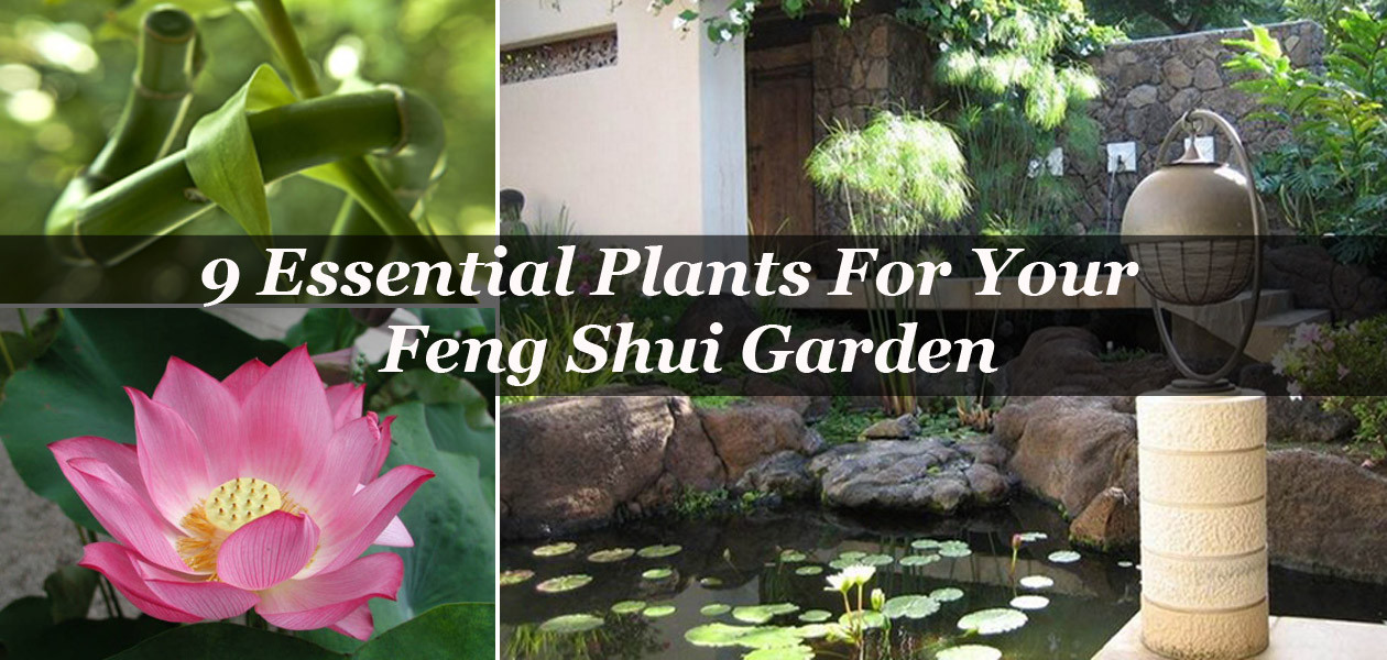 Feng Shui Backyard
 9 Essential Plants For Your Feng Shui Garden