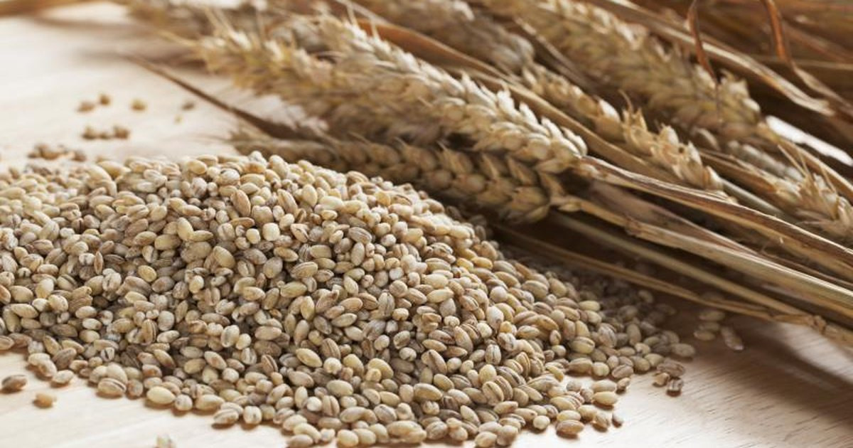 Fiber In Barley
 Is Pearl Barley More Nutritious Than Rice