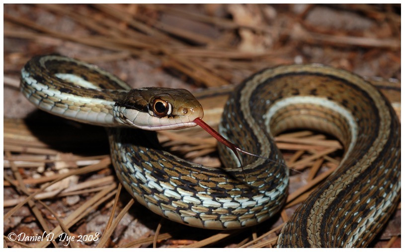Florida Backyard Snakes
 Southern Ribbon Snake Peninsula Ribbon Snake
