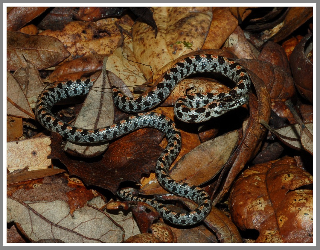 Florida Backyard Snakes
 Short tailed Kingsnake