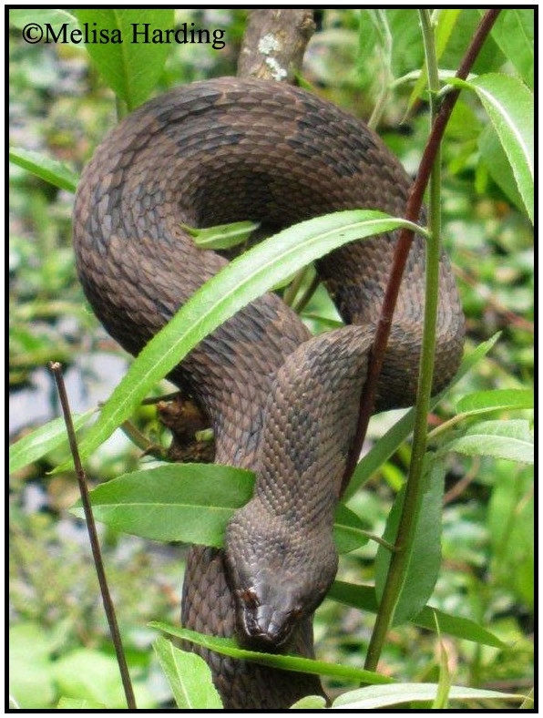 Florida Backyard Snakes
 Brown Watersnake