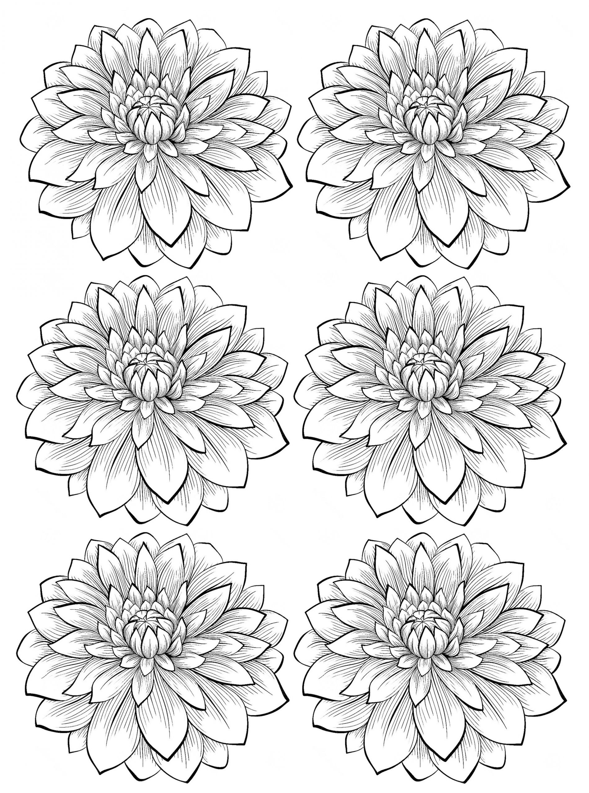 Flowers Coloring Pages For Adults
 Six dahlia flower Flowers Adult Coloring Pages