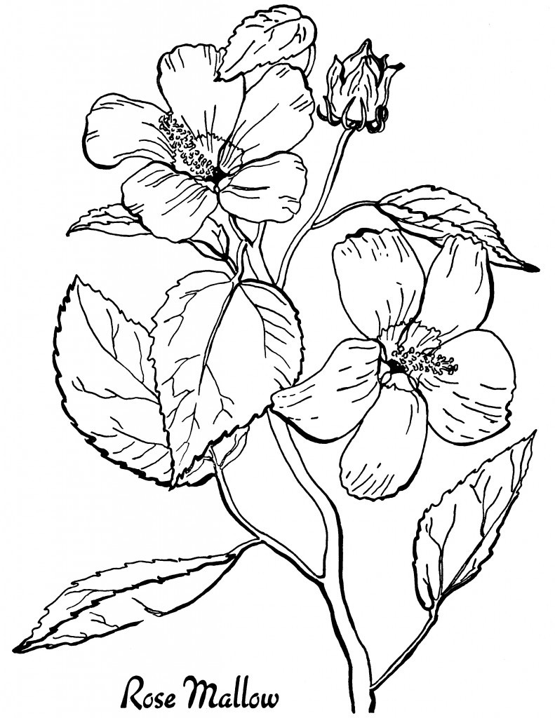 Flowers Coloring Pages For Adults
 10 Floral Adult Coloring Pages The Graphics Fairy