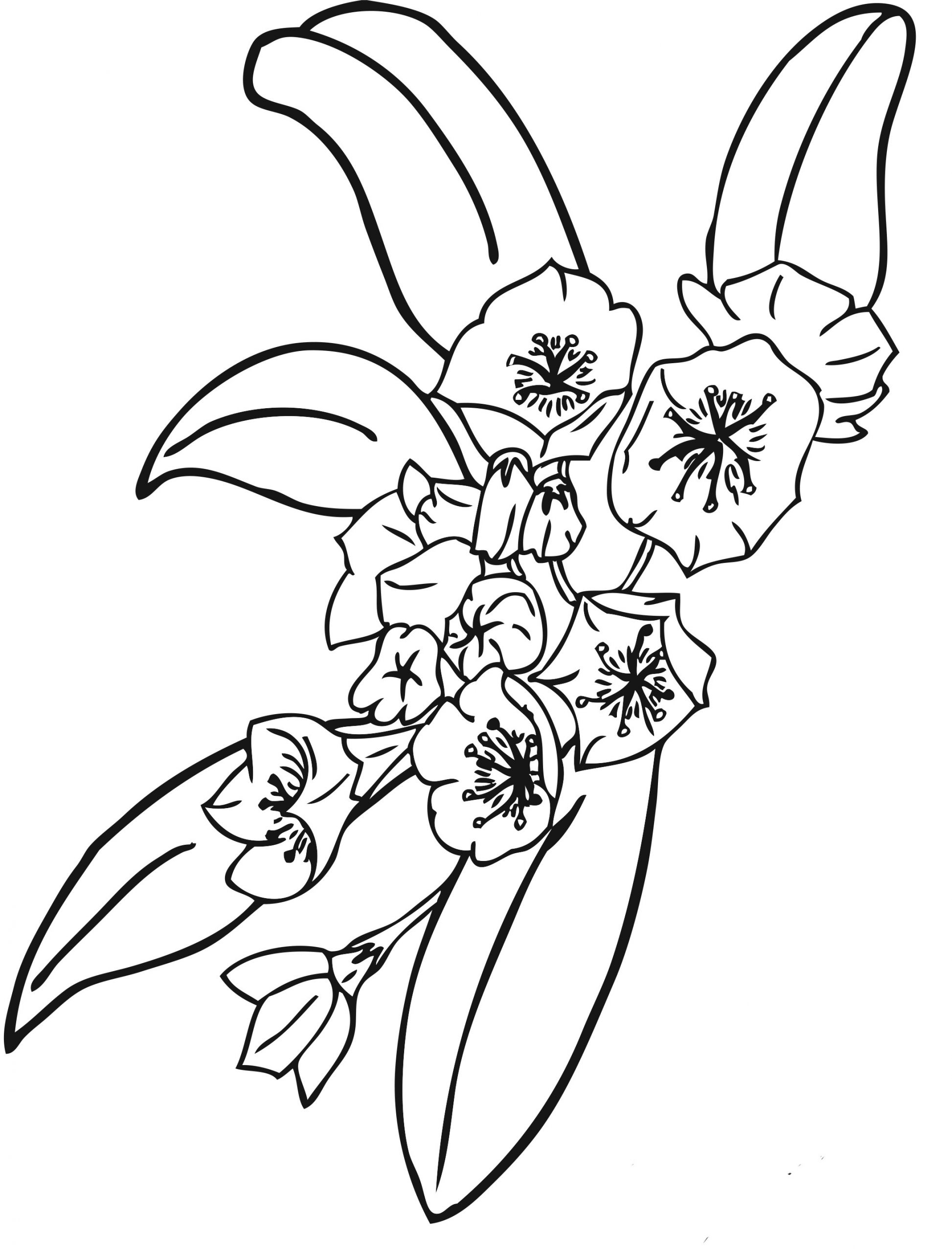 Flowers Coloring Pages For Kids
 Free Printable Flower Coloring Pages For Kids Best