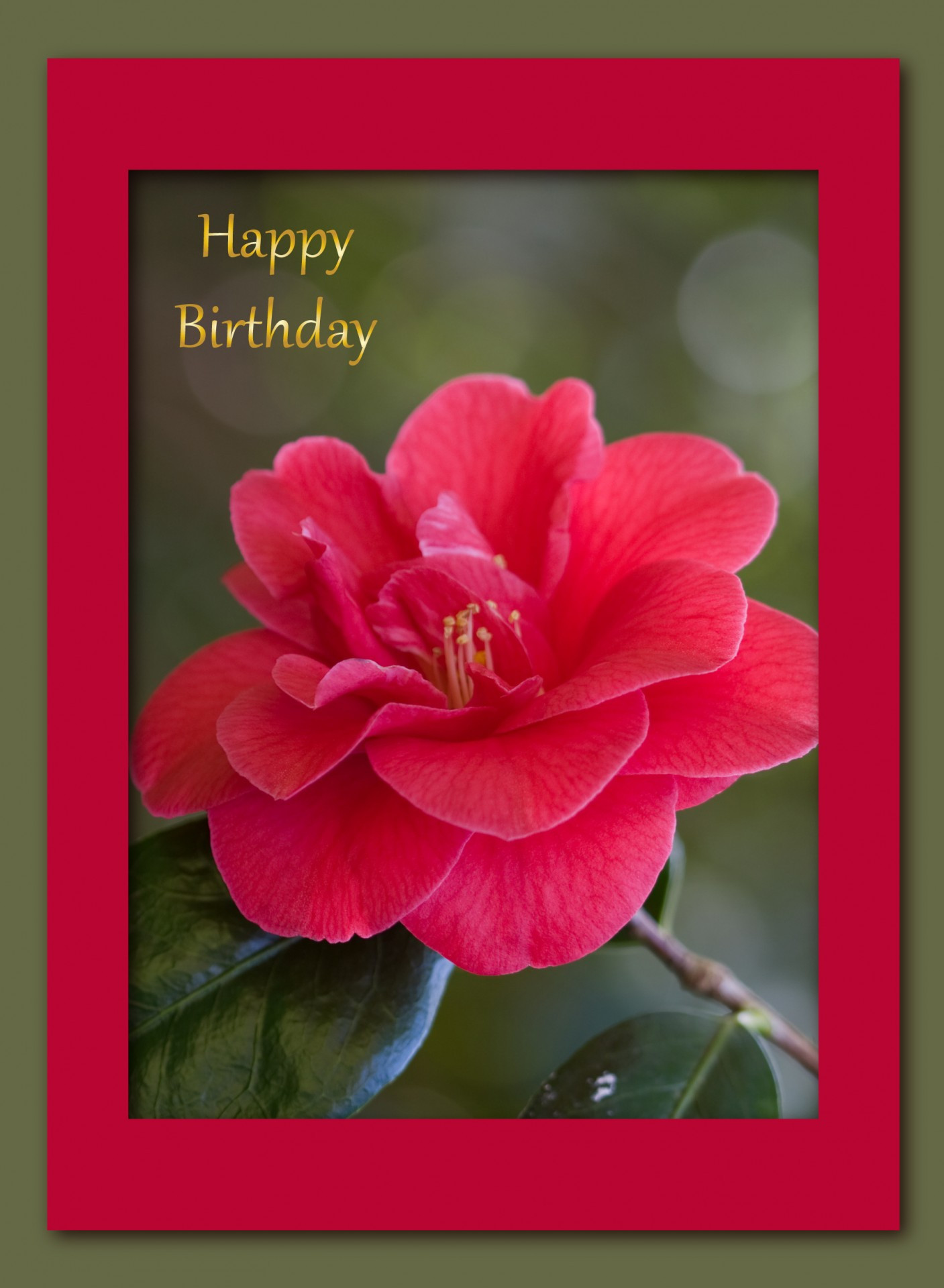 Free Birthday Cards Online No Membership
 Red Rose Birthday Card Free Stock Public Domain
