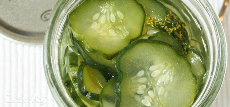 Freezer Dill Pickles
 Make Homemade Pickles Without Canning
